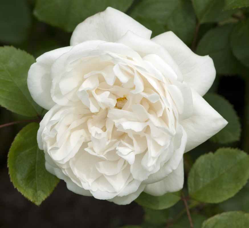 Englische/Historische Rose in div. Farbnuancen